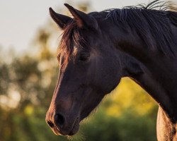 broodmare Maxima (Oldenburg, 2013, from Tomahawk)