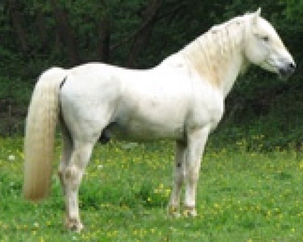 horse Amadou (Camargue horse, 1988, from Nashe des Palus)