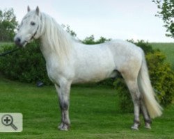 Deckhengst Orage (Camargue-Pferd, 2002, von Amadou)