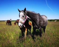 broodmare Elegant Queen xx (Thoroughbred, 2013, from Electric Beat xx)