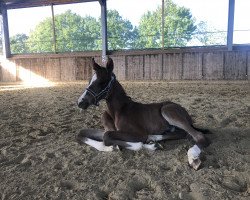 jumper Kasalla Convite de Cologne (Oldenburg show jumper, 2020, from Kanndarco)