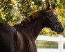 dressage horse Fallersleben 4 (Hanoverian, 2014, from Fuechtels Floriscount OLD)