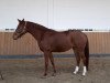 broodmare Frau Finchen (Hanoverian, 2016, from Nymphenburg's First Ampere)