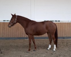 broodmare Frau Finchen (Hanoverian, 2016, from Nymphenburg's First Ampere)