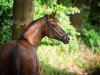 dressage horse Sir Cimmy (Welsh Partbred, 2009, from Xequoia Croeso Cymreig)