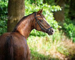 Dressurpferd Sir Cimmy (Welsh Partbred, 2009, von Xequoia Croeso Cymreig)