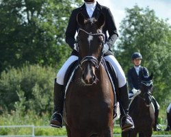 dressage horse Florencia Querida (Hanoverian, 2013, from Foundation 2)