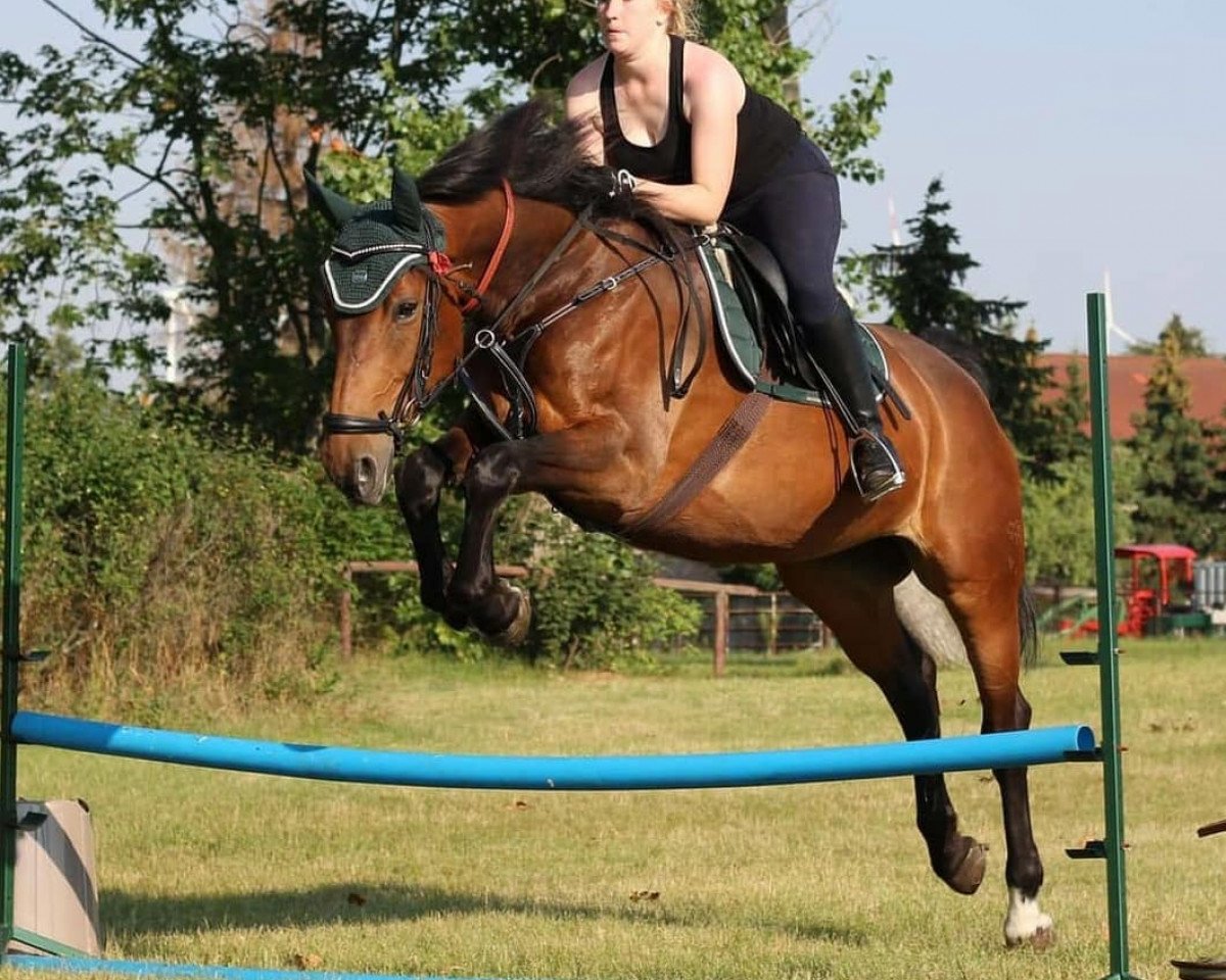 horse Steffi (German Warmblood, 2009)