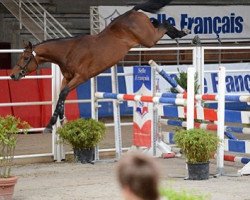 jumper Vert Bois de L'If (Selle Français, 2009, from Newton de Kreisker)