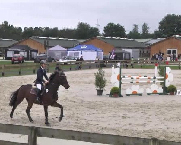 Springturnier Hubertushof RSG Linkenheim-Hochstetten 2014