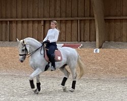 dressage horse Lanciano 78 (Zweibrücken, 2006, from Lucky Luke)