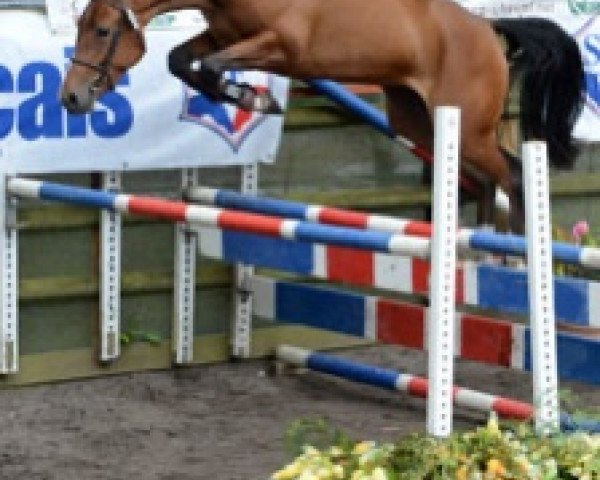 broodmare Vycky du Mesnil (Selle Français, 2009, from Newton de Kreisker)