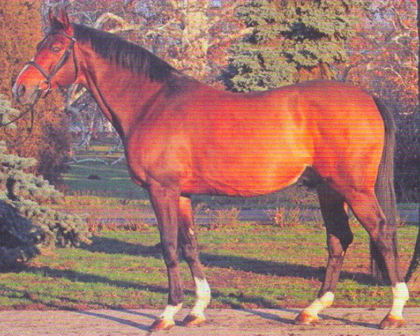 stallion Duc de la Cour II (Selle Français, 1991, from Laudanum xx)