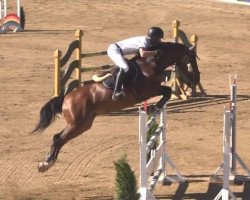 jumper Celano 12 (Oldenburg show jumper, 2004, from Con Capitol)