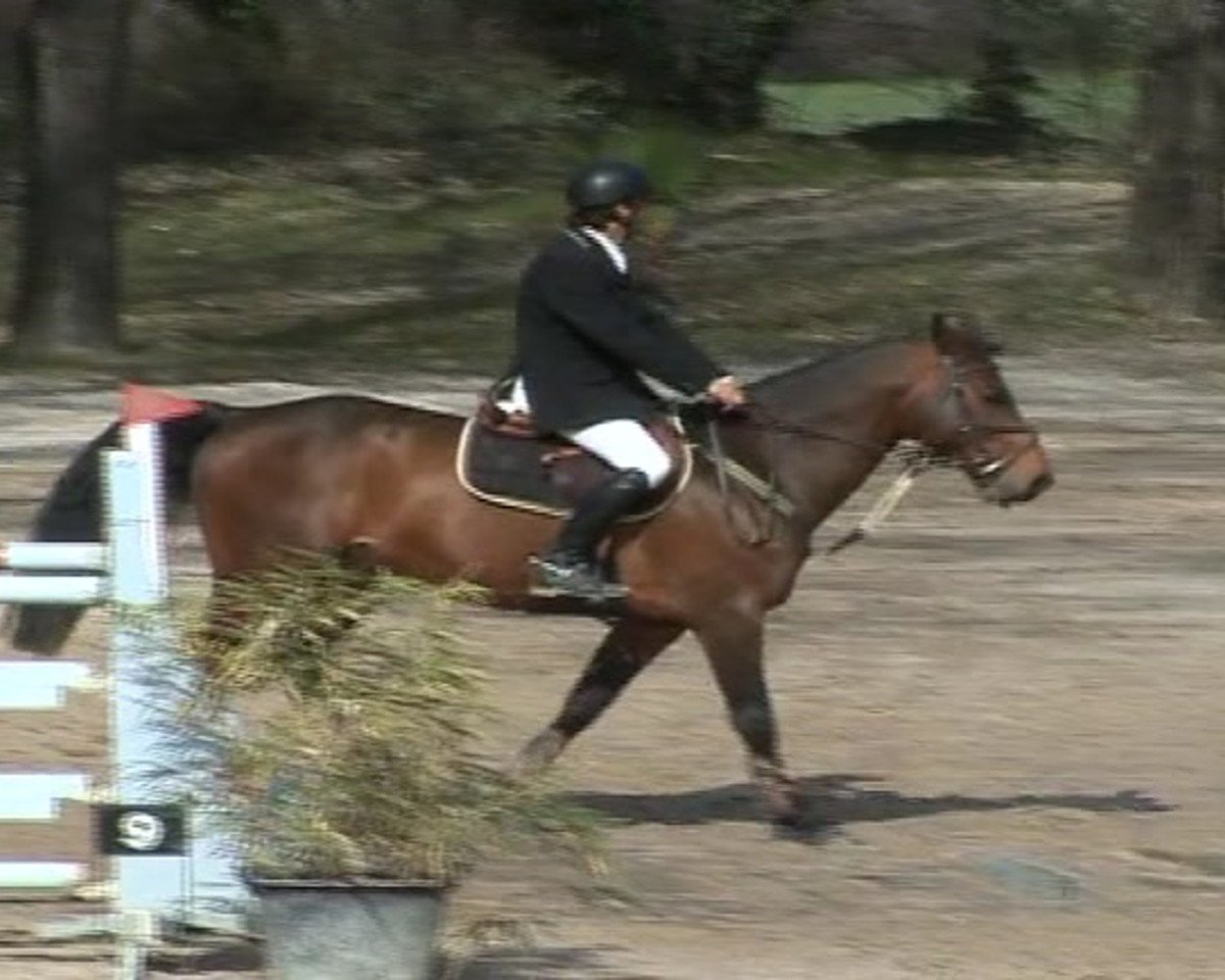 jumper Olympe des Vaux (Selle Français, 2002, from Qredo de Paulstra)