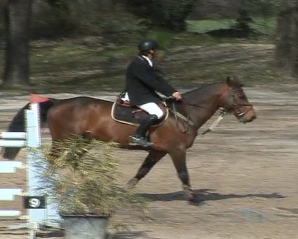 jumper Olympe des Vaux (Selle Français, 2002, from Qredo de Paulstra)