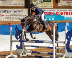 jumper Cornet's Coeur (Oldenburg show jumper, 2015, from Cornet's Prinz)