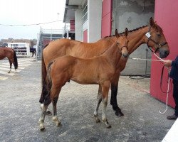 broodmare Margot des Vaux (Selle Français, 2000, from Flyer)