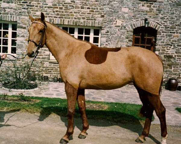 broodmare Blondine des Vaux (Selle Français, 1989, from Laeken)