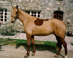 broodmare Blondine des Vaux (Selle Français, 1989, from Laeken)