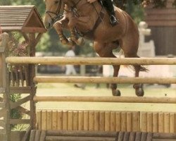 broodmare Altesse des Vaux (Selle Français, 1988, from Muguet du Manoir)