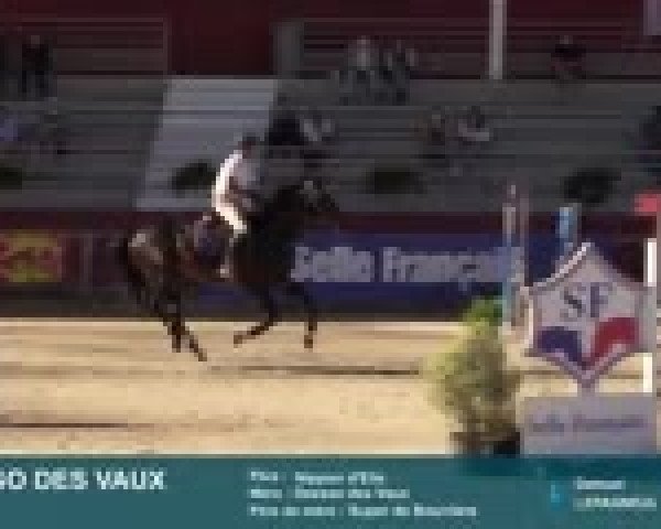 stallion Elpasso des Vaux (Selle Français, 2014, from Nippon D'Elle)