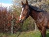 broodmare Charlotte 238 (German Sport Horse, 2016, from Carleyle)