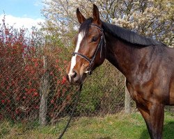 horse Charlotte 238 (Deutsches Sportpferd, 2016, from Carleyle)