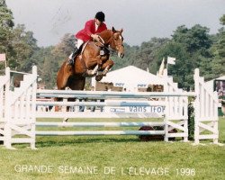 Zuchtstute Déesse des Vaux (Selle Français, 1991, von Super de Bourrière)