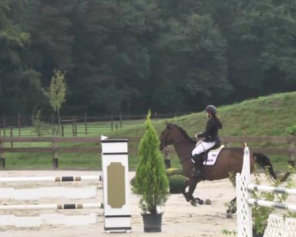 Springturnier Hubertushof RSG Linkenheim-Hochstetten 2014