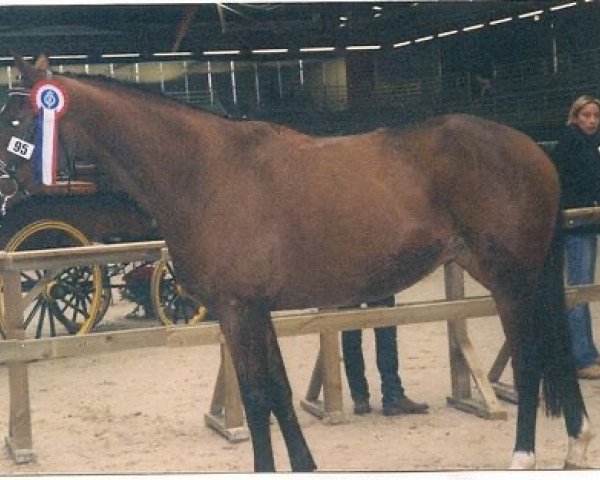 broodmare Laidie des Vaux (Selle Français, 1999, from Voltaire)