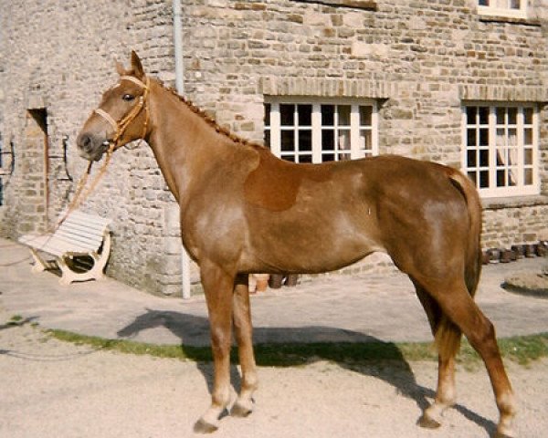 Zuchtstute Gentille des Vaux (Selle Français, 1994, von Super de Bourrière)