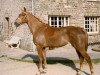 broodmare Gentille des Vaux (Selle Français, 1994, from Super de Bourrière)