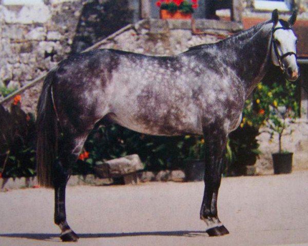 stallion Dom Pepito AA (Anglo-Arabs, 1991, from Phosph'Or AA)