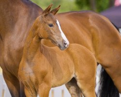 dressage horse Savannah (Westphalian, 2021, from Sir Heinrich OLD)