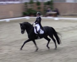 dressage horse Rocky's Sunshine (Westphalian, 2007, from Rock Forever NRW)