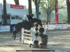 broodmare Janis Joplin de Cologne (Oldenburg show jumper, 2011, from Comme il Faut)