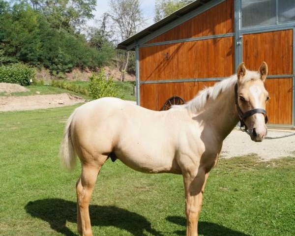 Pferd Freckles Rasputin Olena (Quarter Horse, 2020)