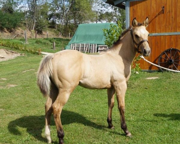 horse General Dakota Boston (Quarter Horse, 2020)