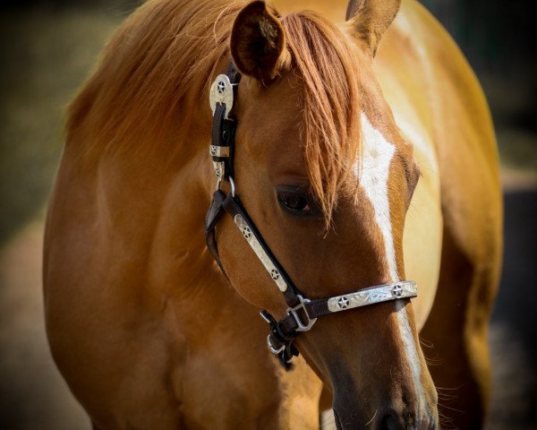 Pferd AM Special Twist (Quarter Horse, 2019)