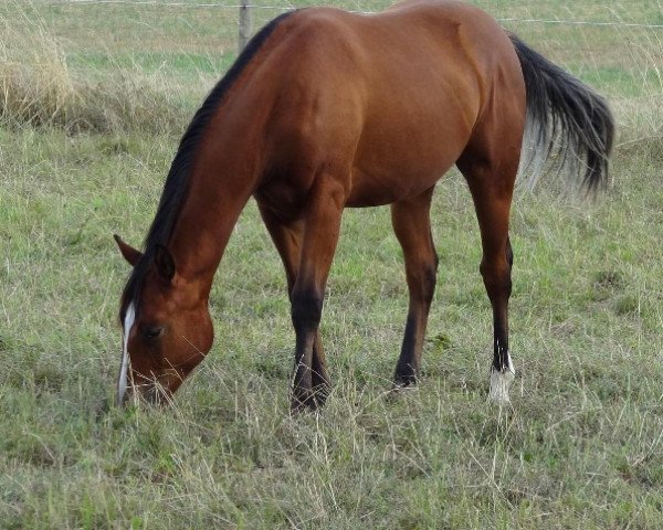 horse Golden Ruf Boy (Quarter Horse, 2019)