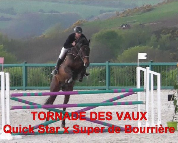 Springpferd Tornade des Vaux (Selle Français, 2007, von Quick Star)