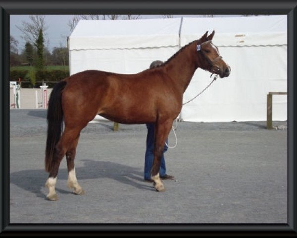 Pferd Tulipe des Vaux (Selle Français, 2007, von Quaprice Z)