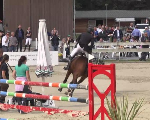 Springturnier Hubertushof RSG Linkenheim-Hochstetten 2014