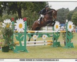 jumper Ultragood des Vaux (Selle Français, 2008, from Diamant de Semilly)