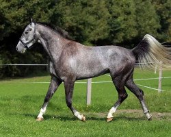 dressage horse Snowwhite Velvet (Welsh, 2010, from Sterling Hit)