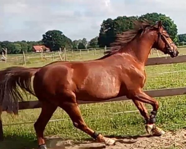 horse Schnittchen (Dutch Pony, 2015)