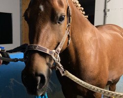 dressage horse Valentine VI CH (Freiberger, 2004, from Lideal)