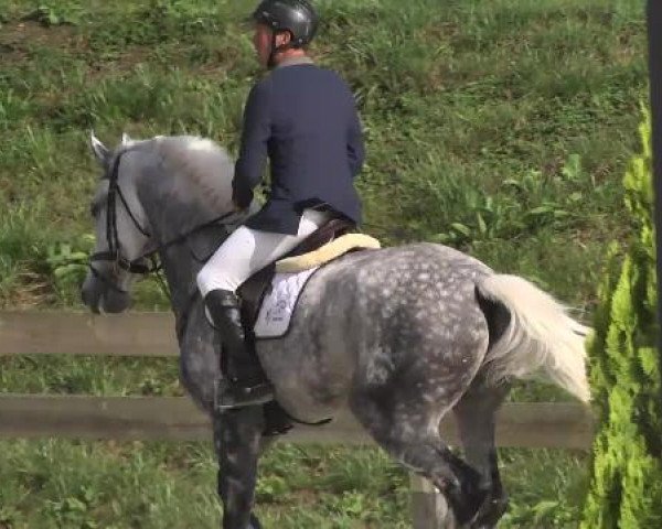 Springturnier Hubertushof RSG Linkenheim-Hochstetten 2014