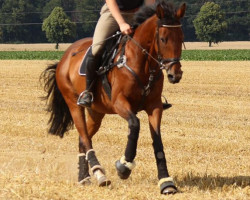 broodmare Schirwindt (Trakehner, 2009, from Donauklang)